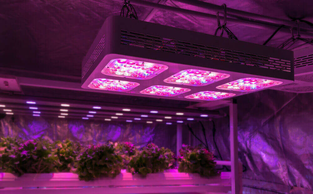 Substitute Natural Sunlight With Top 7 Best Grow Lights For Autoflowering- Review & Buying Guide 2024